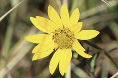 Silphium gracile