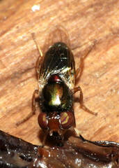 Physiphora