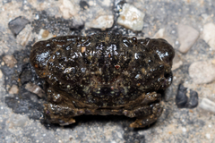 Leptodius affinis
