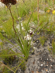 Corymbium villosum