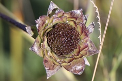 Silphium gracile