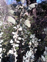 Malacothamnus fasciculatus nuttallii