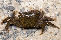 Metopograpsus frontalis