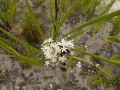 Corymbium villosum