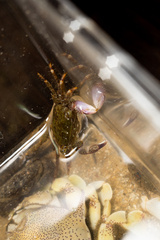 Metopograpsus
