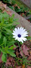 Dimorphotheca ecklonis