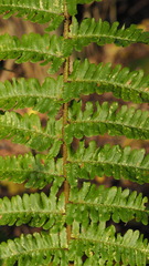 Dryopteris affinis borreri