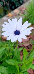 Dimorphotheca ecklonis