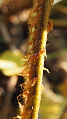 Dryopteris affinis borreri