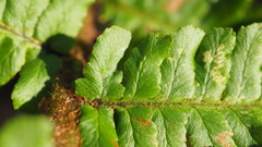Dryopteris affinis borreri