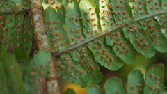 Dryopteris affinis borreri