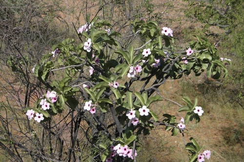 Adenium boehmianum image