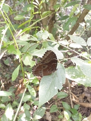 Morpho helenor