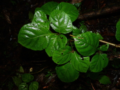 Cissus haematantha