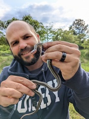 Thamnophis sirtalis concinnus