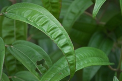 Miconia bicolor
