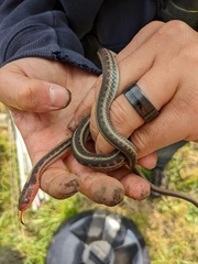 Thamnophis sirtalis concinnus
