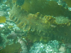 Saccharina latissima