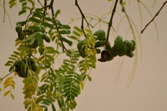 Chloroleucon tenuiflorum