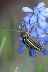 Dorcadion holosericeum