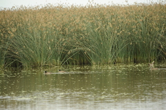 Heteronetta atricapilla