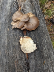 Pleurotus ostreatus