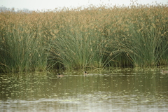 Heteronetta atricapilla