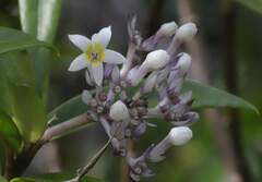 Palicourea pseudinundata