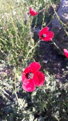 Papaver hybridum