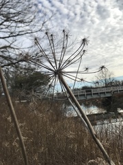 Angelica atropurpurea