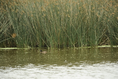 Heteronetta atricapilla