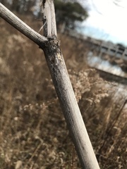 Angelica atropurpurea