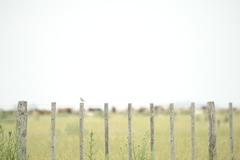 Ammodramus humeralis