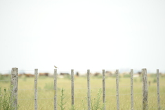 Ammodramus humeralis