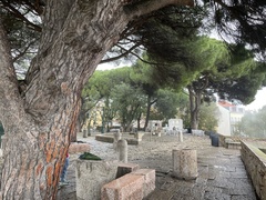 Pinus pinea