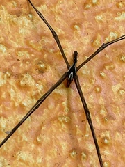 Deinopis