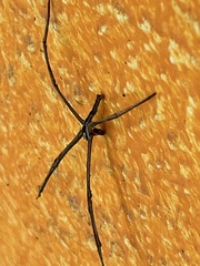 Deinopis