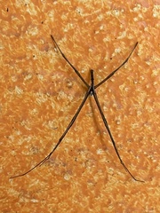 Deinopis