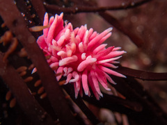 Okenia rosacea