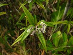 Palicourea pseudinundata