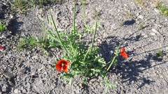 Glaucium corniculatum