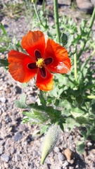 Glaucium corniculatum