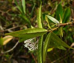 Palicourea pseudinundata