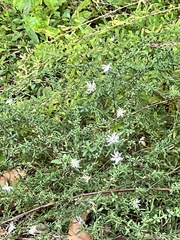 Ampelaster carolinianus