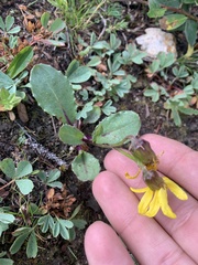Senecio amplectens