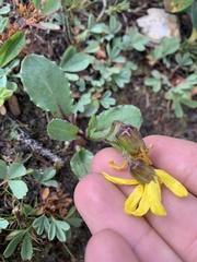 Senecio amplectens
