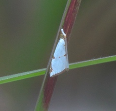 Argyria lacteella