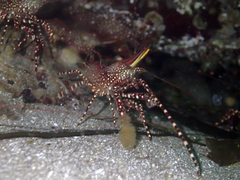 Rhynchocinetes typus