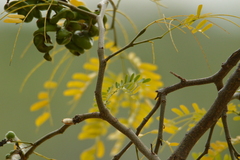 Chloroleucon tenuiflorum