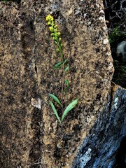 Solidago randii